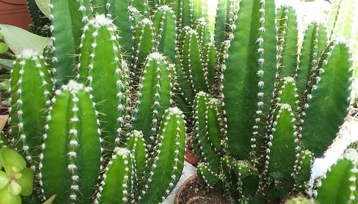 Cereus peruvianus (el cactus del ordenador) - El Nou Garden