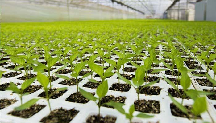 Semilleros caseros para plantas y hortalizas - El Nou Garden