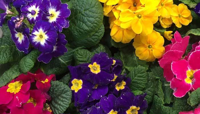 En otoño colorea tu jardín con Primula acaulis - El Nou Garden