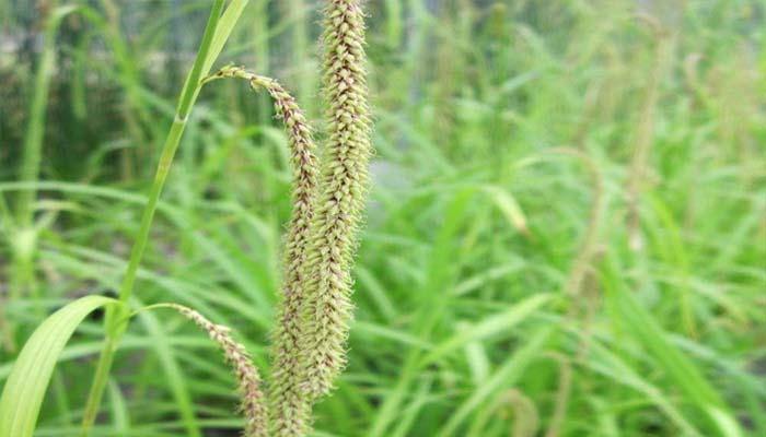 Decora las zonas húmedas de tu jardín con Carex pendula - El Nou Garden