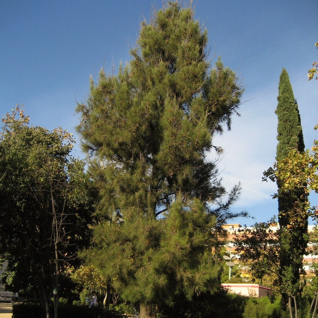 el nou garden árboles contra la contaminación olivos olmos casuarinas pinos encinas paulonias quercus pinus pawlonias