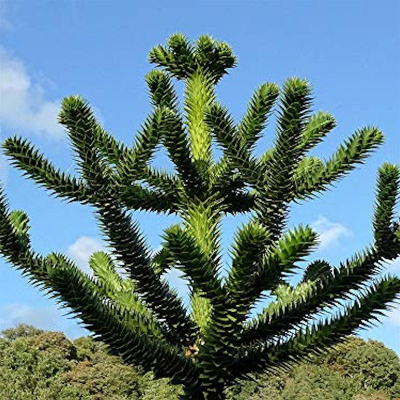 el nou garden araucaria araucana conifera pinales sudamerica especie curiosa 