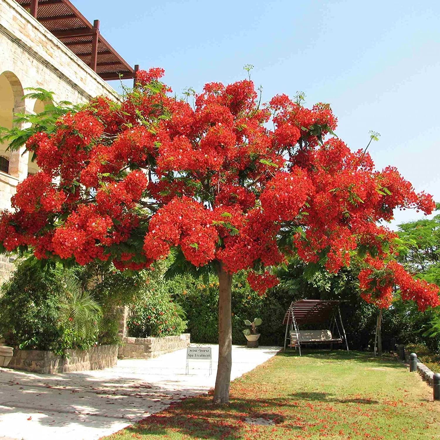 Informar Polémico datos Árboles de flores rojas – El Nou Garden
