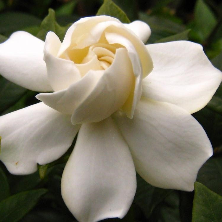 el nou garden arbustos de flores blancas arboles hortensias, retamas, camelias, rosales, hibiscos, gardenias, deutzias online