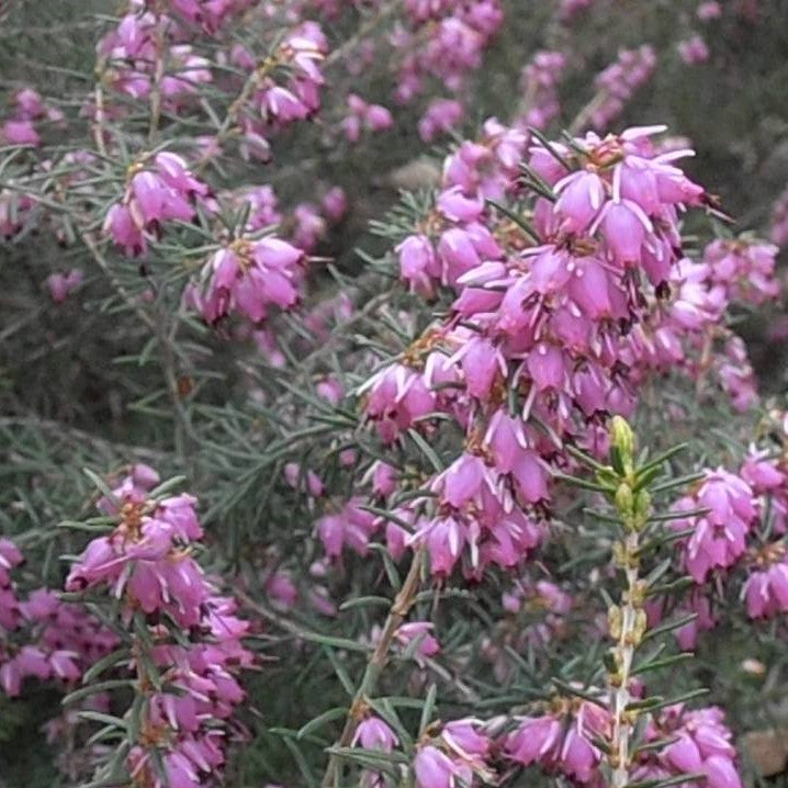 el nou garden arbustos de flores rosas brezos azaleas hortensias camelias hibiscos plantas acidofolias el nou garden online
