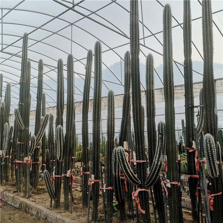 el nou garden cactus columnares tabaiba euforbio astrophytum pilosocereus corona de cristo