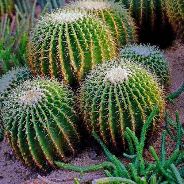 el nou garden cactus globosos bonete del obispo capricornio astrophytum falso peyote biznaga mamilaria asiento de la suegra echinocactus parodia echinopsis