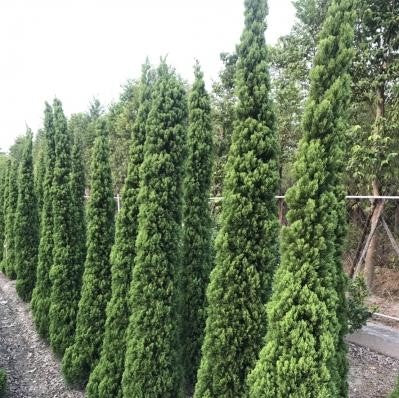 el nou garden online árboles plantas cipreses cupressus vallas totem cementerio cierres cónicos columnas estilizados hongos
