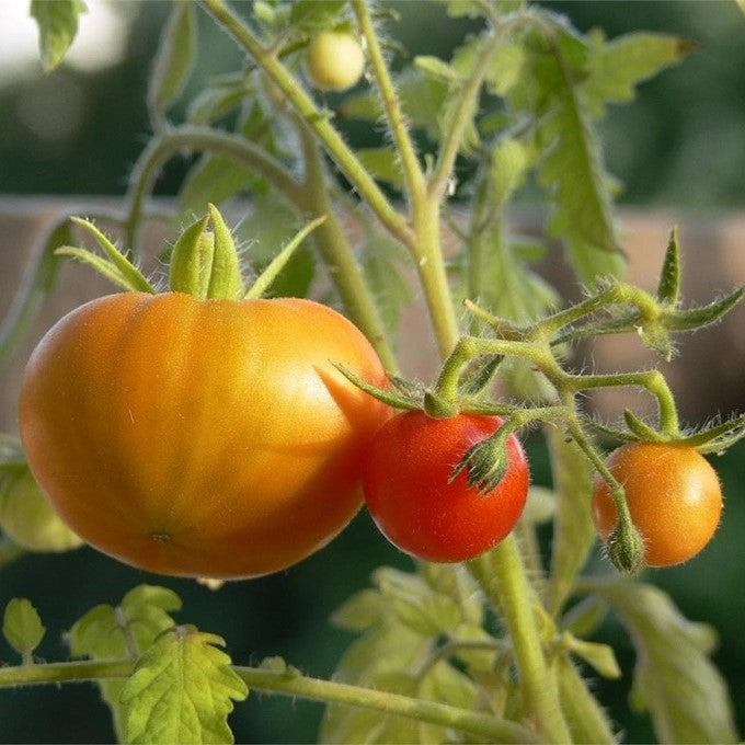 el nou garden huerto cuidar fitosanitarios herramientas lombrices compostadores semillas planteles hortícolas tomates pimientos solanum capsicum fertilizantes abonos