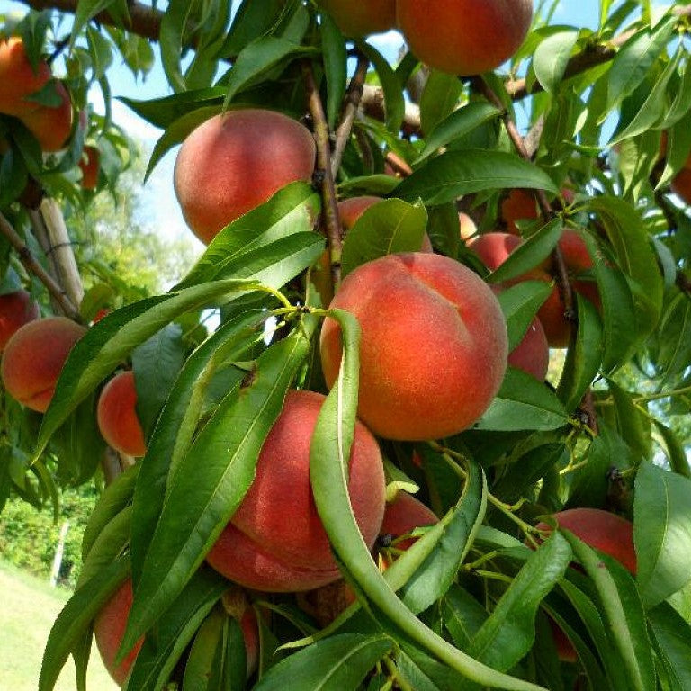 el nou garden frutales arbustos hueso pepita cascara grano limoneros manzanos perales citricos mandarinos kumquats tropicales