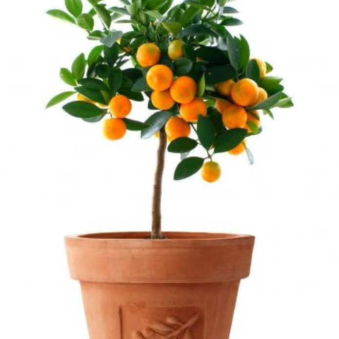 el nou garden frutales enanos cuatro años perales manzanos melocotoneros limoneros naranjos kumquats nísperos manos de buda calamondina online