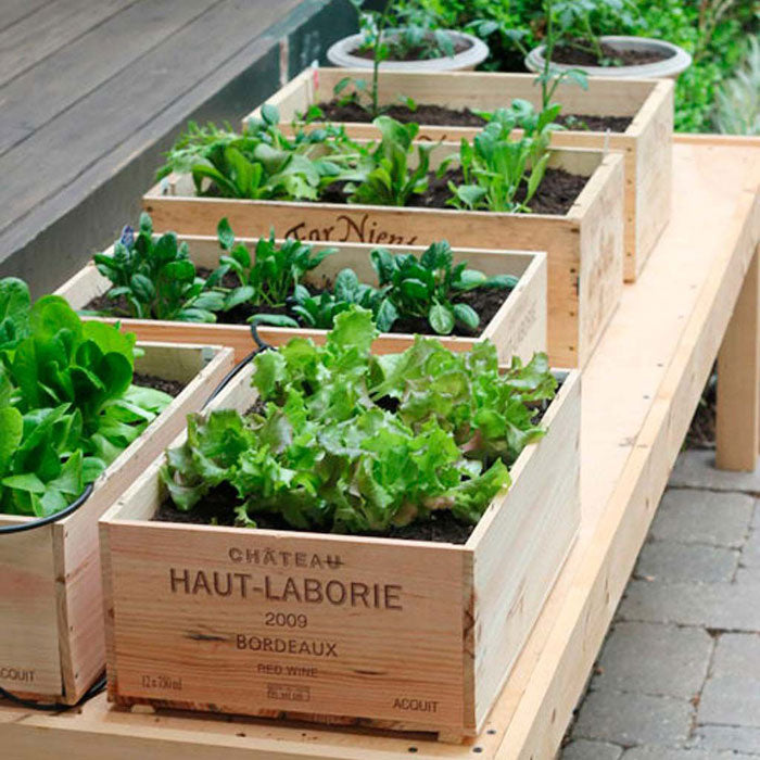 Huerto el nou garden agricultura ecológica biológica urbano hortícola