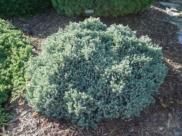 Enebros - Juniperus