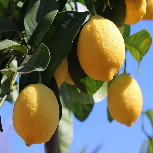 limoneros citrus el nou garden cuatro estaciones luneros eureka fino mesero frutales