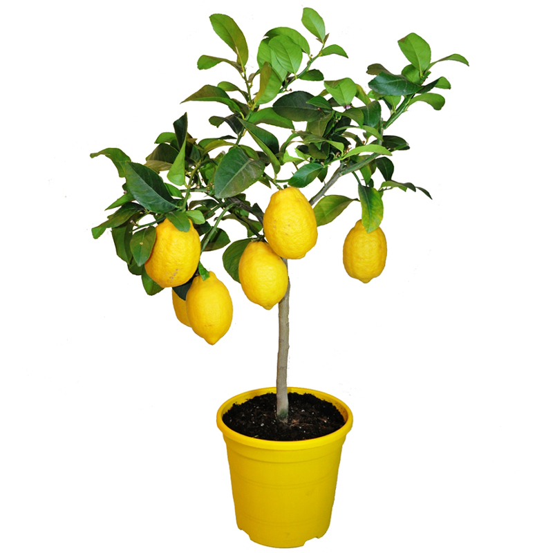 limoneros enanos el nou garden frutales enanos citrus limón ácido mojito zumo comida hoja verde maceta sustrato 