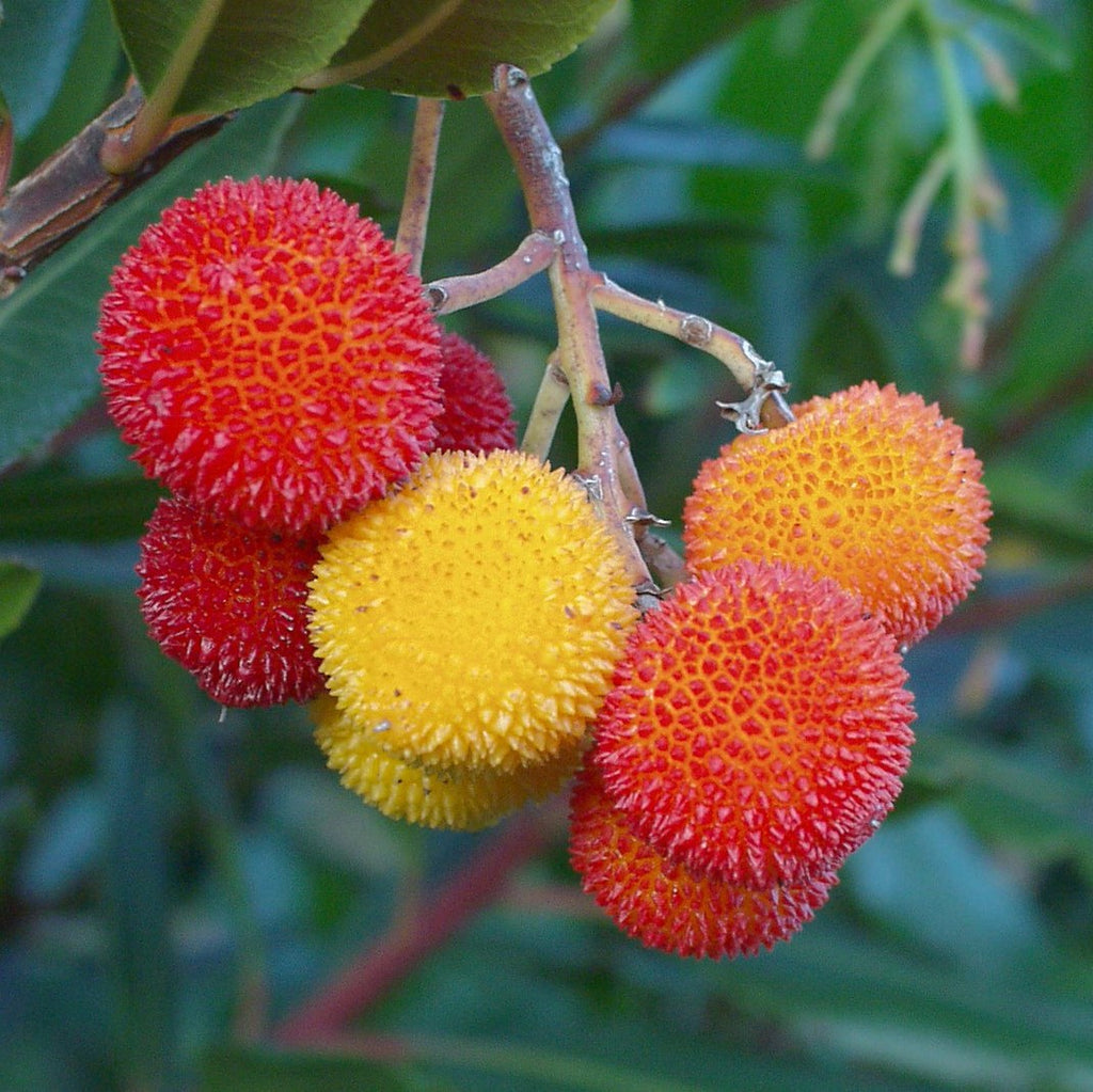 el nou garden online frutales arbustos madroño rojos amarillos comestibles 