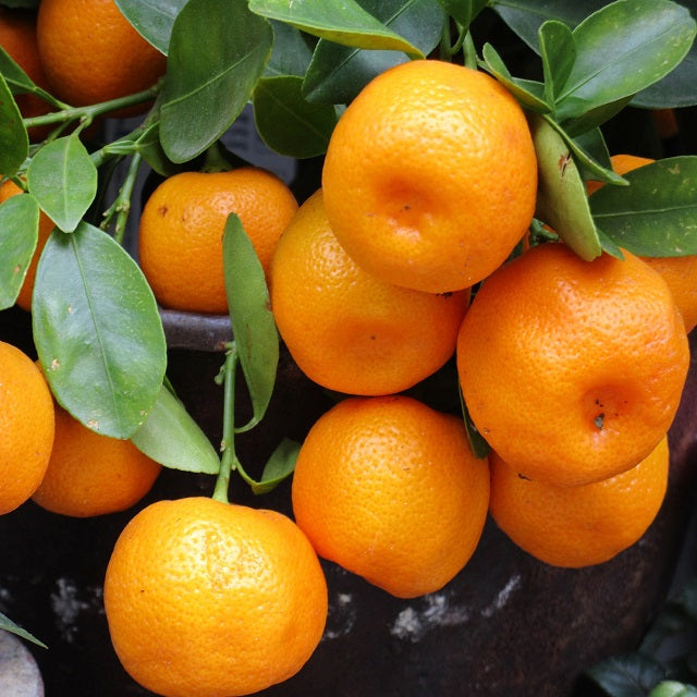 el nou garden frutales cítricos mandarinos citrus reticulata frutales zumos hojas verdes