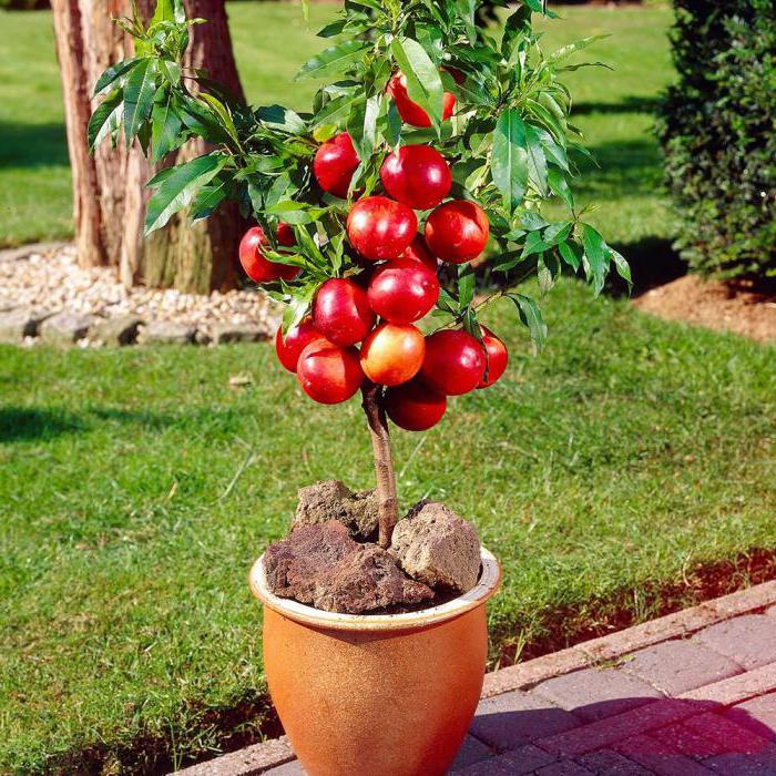 otros frutales enanos el nou garden manzanos albaricoqueros almendros frutas frutales el nou garden malus prunus pyrus comida
