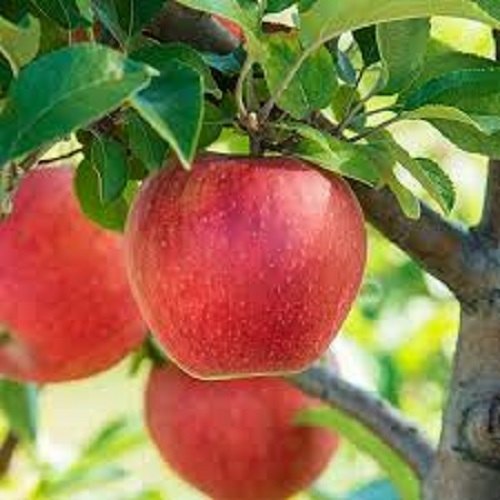 el nou garden frutales de pepitas manzanos malus domestica gala fuji starking manzana saludable