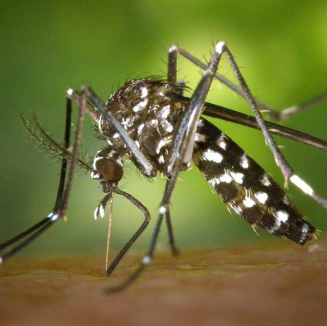 el nou garden online farmacia plagas hogar mosquitos tigre aedes albopictus plagas insecticidas repelentes eliminar productos ecologicos biologicos citronella citronelas