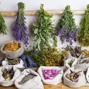 el nou gardenn semillas medicinales lavanda menta romero capsicum plantas farmacia homeopatia