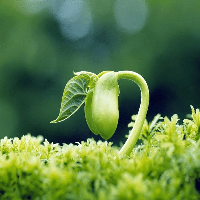el nou garden online semillas de plantas de todo tipo 