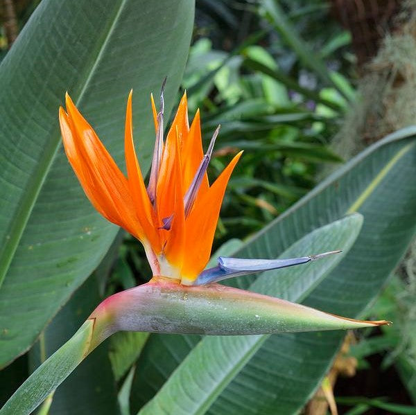 el nou garden plantas anuales y de temporada strelitzia alba caudata juncea nicolai reginae ave del paraíso flor naranja alba interior exterior espectacular