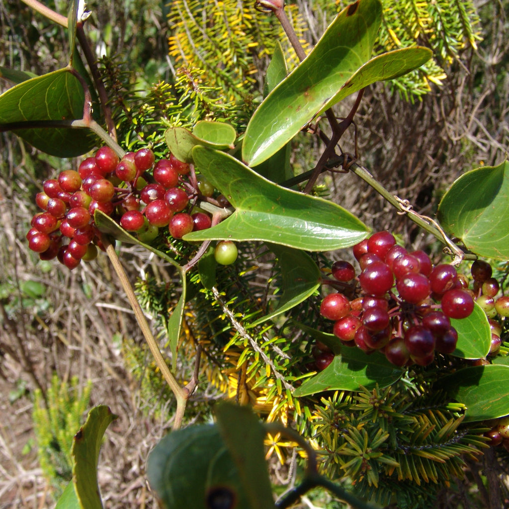 el nou garden online frutales arbustos zarzaparrillas smilax comida ecológica alimentación