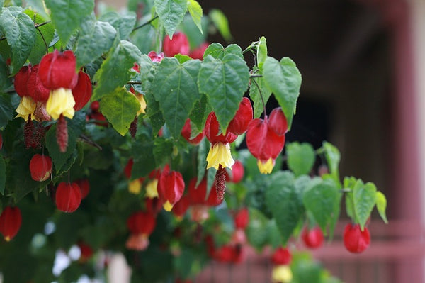 Linterna china - Abutilon megapotamicum