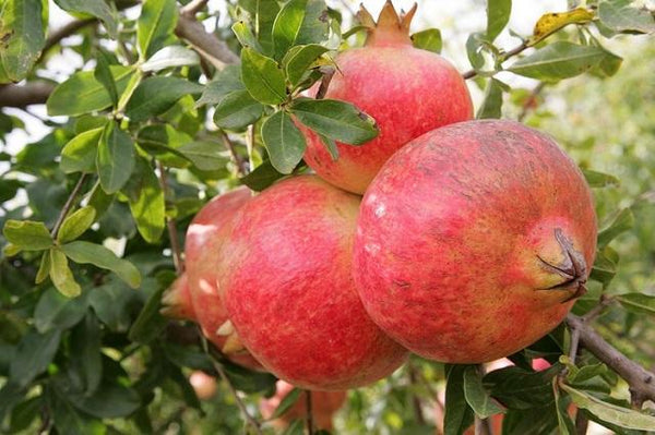 Granado Mollar - Punica granatum