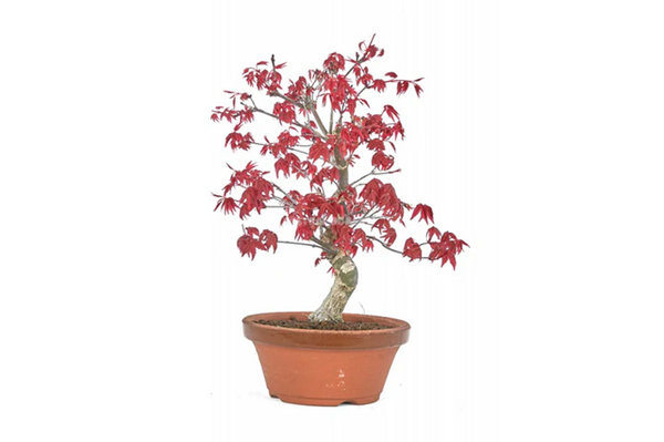 Arce japonés Deshojo - Acer palmatum - Bonsáis