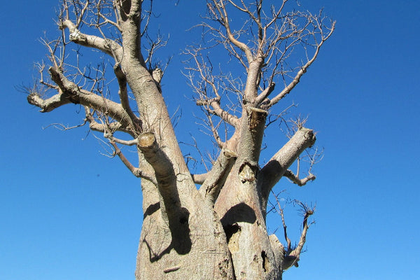 Adansonia digitata - Baobab africano