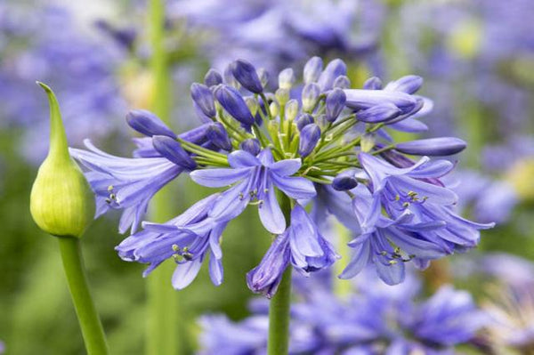Agapanto Ever Sapphire - Agapanthus africanus