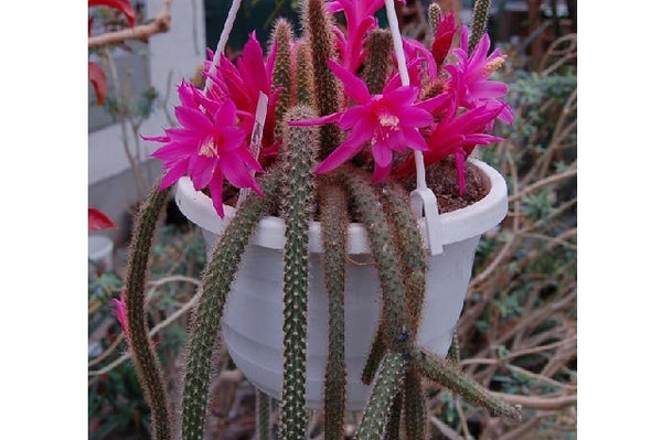 Cactus cola de rata - Aporocactus flagelliformis