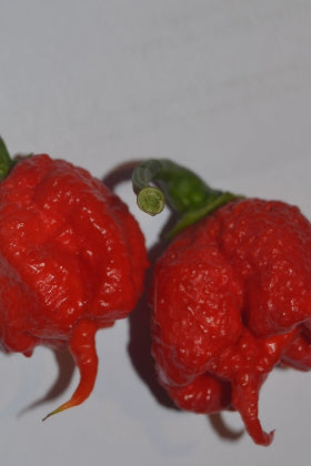 Pimiento Carolina Reaper - Capsicum annuum - Semillas naturales