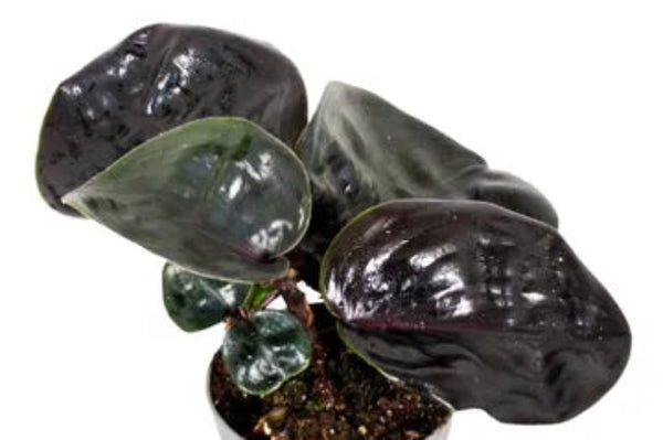 Geogenanthus ciliatus Midnight Pearl