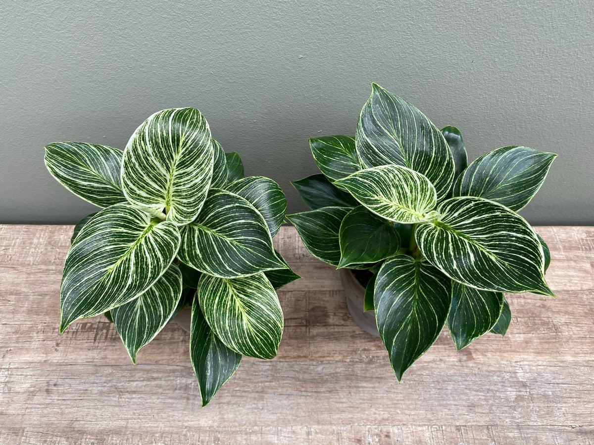Philodendron White Wave