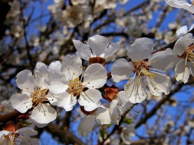 Albaricoque Bulida - Prunus armeniaca - El Nou Garden