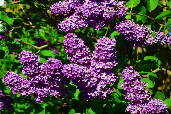 Lila - Lilero - Syringa vulgaris