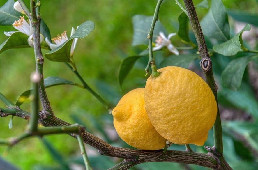Cítrico Dúo - Mandarinas y limones - El Nou Garden