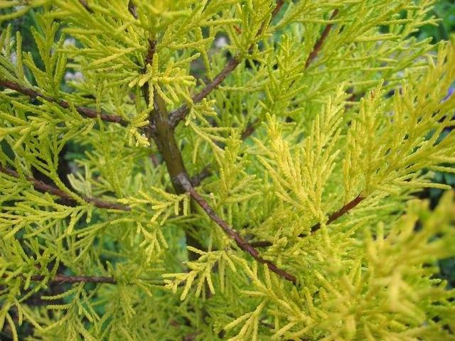 Cedro limón Goldcrest - Cupressus macrocarpa - El Nou Garden