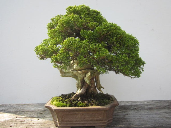 Junípero - Juníperus - Bonsai