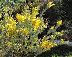 Acacia de cuchillo - Acacia cultriformis - El Nou Garden