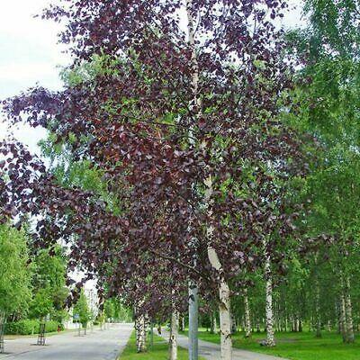 Abedul péndulo Purpurea - Betula pendula - El Nou Garden