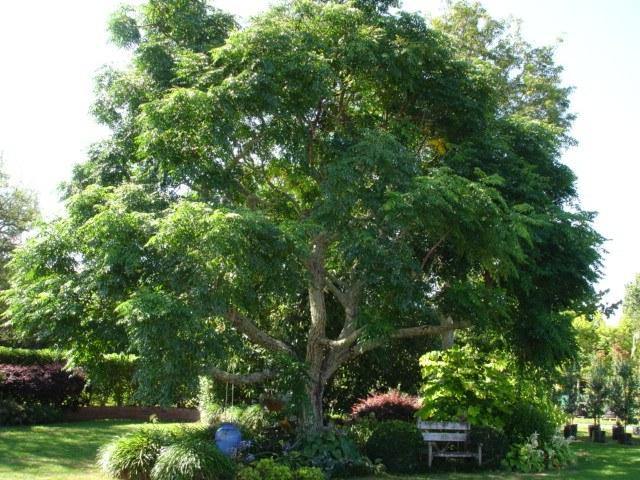 Cinamomo - Melia azedarach - Árbol del paraíso - El Nou Garden