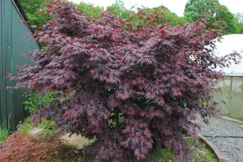 Arce japonés Yasemin - Acer palmatum - El Nou Garden