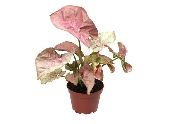 Syngonium Neon - Syngonium podophyllum