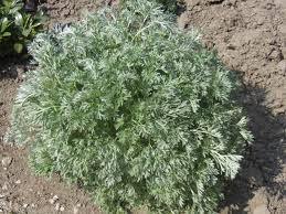Ajenjo - Artemisia absinthium - El Nou Garden