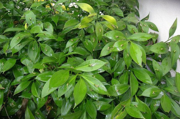 Salicaria - Lythrum salicaria