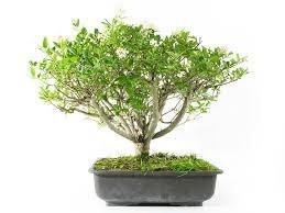 Aligustre del Japón - Ligustrum japonicum - Bonsai - El Nou Garden